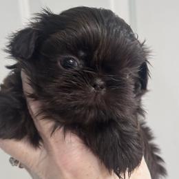 Pup Tart - Liver male Shih Tzu puppy in Hendersonville, Tennessee from Peekaboo Farms
