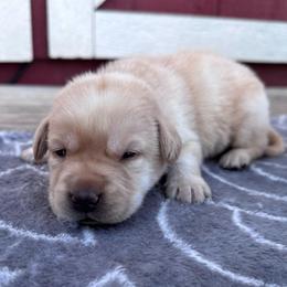 Blossom - Yellow female Labrador Retriever puppy in Garnett, Kansas from Timberland Creek Labradors