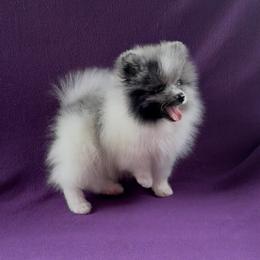 Zephyr - Blue merle male Pomeranian puppy in Saint Louis, Missouri from Beau Joli Pomeranians