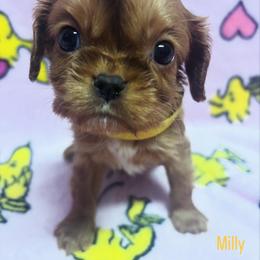 Milly - Ruby female Cavachon puppy in Hudson, Massachusetts from Lindsey's Waggingtails Cavachons & Cavaliers
