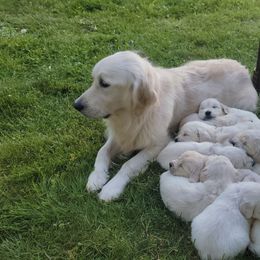 Girl 1 - Light golden female Golden Retriever puppy in Marysville, Washington from Alpine Valley Ranch-European English Cream Golden Retriever