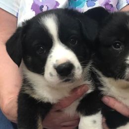 Cardigan Welsh Corgis from ShelShire Cardigans