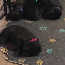 Red collar boy - Black male German Shepherd puppy in Centralia, Illinois from Janices AKC German Sheperds LLC