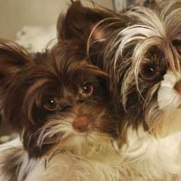 Biewer Terriers from Melissa Lichtenberg
