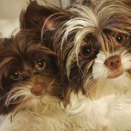 Biewer Terriers from Melissa Lichtenberg