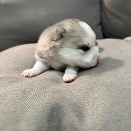 2nd born and female puppy - Merle female Pomsky puppy in West Sacramento, California from Pinkie's Pomskies