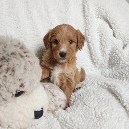Yellow - Apricot female Goldendoodle puppy in Cumming, Georgia from Chattahoochee Kennels
