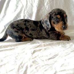 Boy 1 - Dapple male Dachshund puppy in Silver Springs, Florida from DeMarsh's Dachshunds