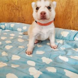 Cinnamon (orange) - Red and white female Siberian Husky puppy in Elk River, Minnesota from Naturez Siberians