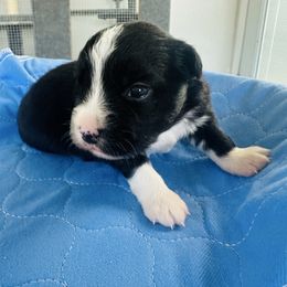 Royal - Black & white male Miniature Australian Shepherd puppy in Norco, California from Joyfulpuppies
