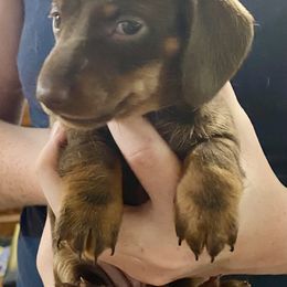 Cricket - Red female Dachshund puppy in Pennsville, New Jersey from Bay Acres Dachshunds