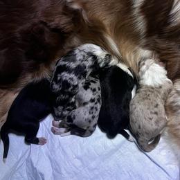 Australian Shepherd puppies from Alolan Angel Aussies