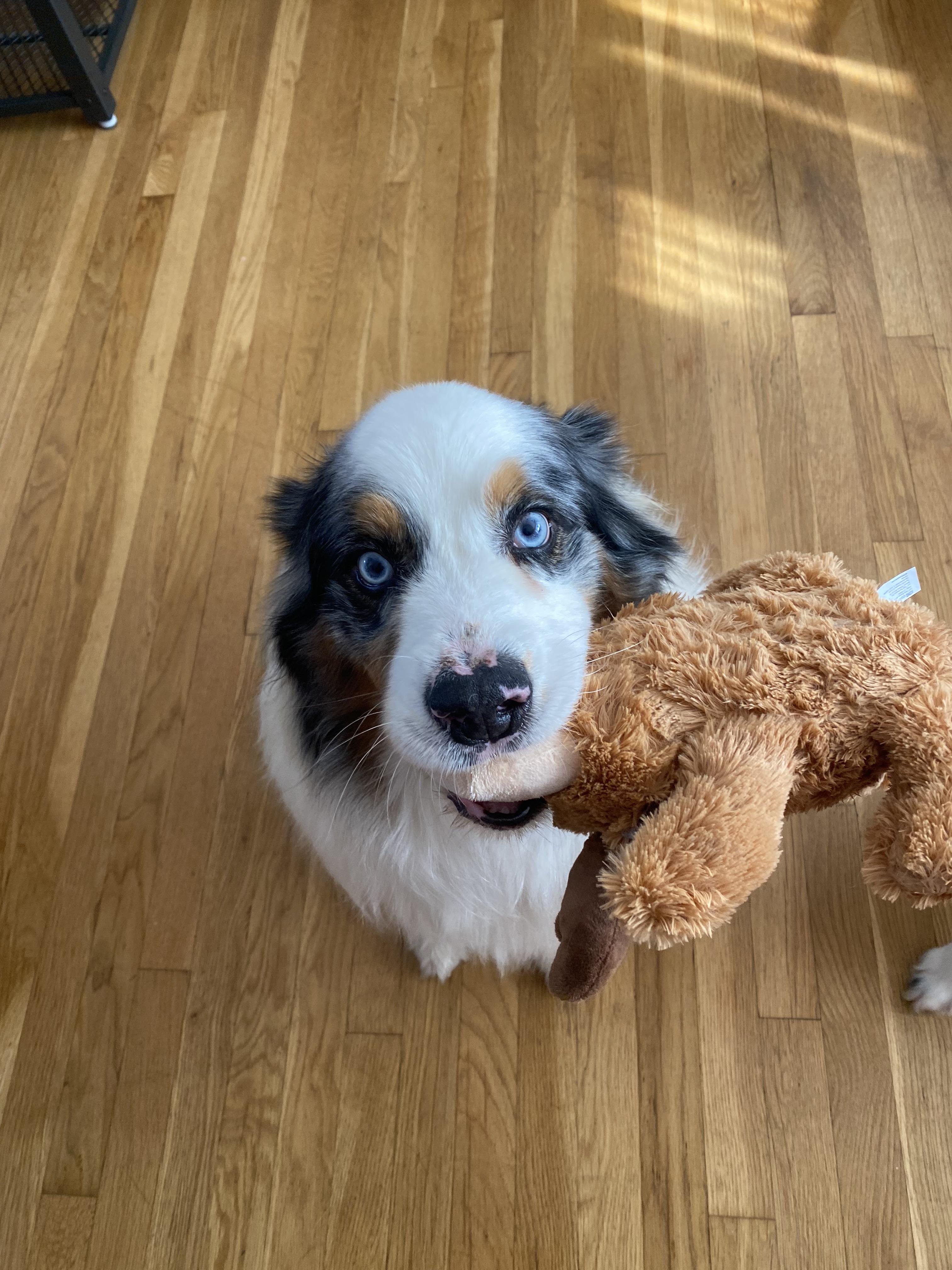 Rambo