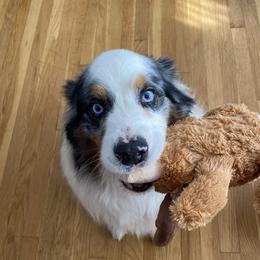 Rambo - Australian Shepherd