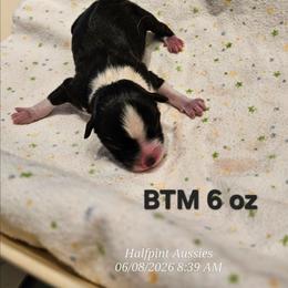 Boy 3 - Black tri male Toy Australian Shepherd puppy in Snowflake, Arizona from Halfpint Aussies