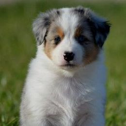 Australian Shepherds from Cuttingacres Aussies