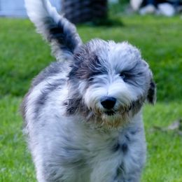 Sheepadoodles from Infinity Farm Puppies