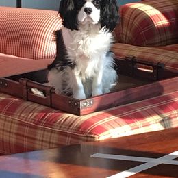 Cavalier King Charles Spaniel Puppies from Kilmaren Cavaliers