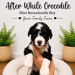 After while crocodile - Tri-color male Bernedoodle puppy in Grove, Oklahoma from Guinn Family Farms