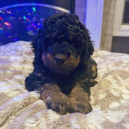 North - Phantom male Bernedoodle puppy in Sherman, Illinois from Shirl Doodle Life