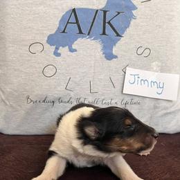 Collie Puppies from A/K Rough Collies
