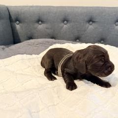 Gray - Liver male Boykin Spaniel puppy in Pearland, Texas from Double Shot Boykins