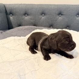 Gray - Liver male Boykin Spaniel puppy in Pearland, Texas from Double Shot Boykins