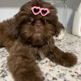 Shih Tzu Puppies from Mosley Kennel Shih Tzu