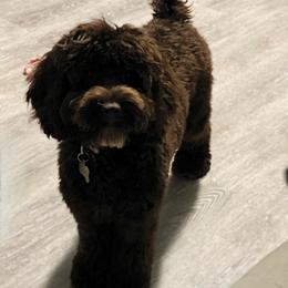 Mavis - Australian Labradoodle
