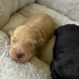 AKC Cream Male - Cream male Dachshund puppy in Sumrall, Mississippi from JP’s Dachshunds