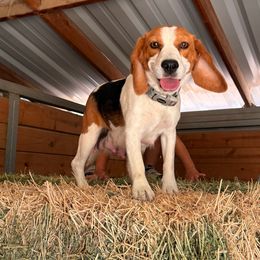 Basil - Beagle
