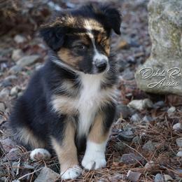 Toast - Black tri-color male Australian Shepherd puppy in Burbank, South Dakota from Dakota Rose Aussies