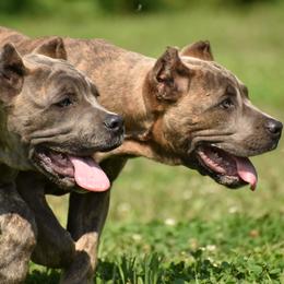 Cane Corso Puppies from Willow Creek Cane Corsos
