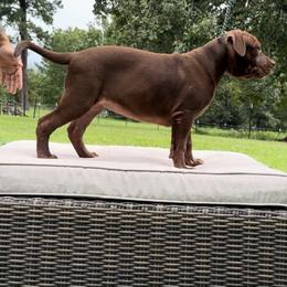 American Bully Puppies from TEXAS BULLY FAMILY