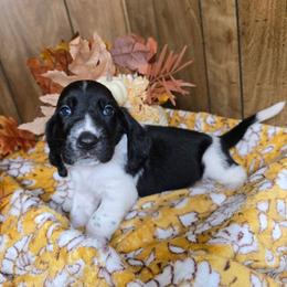 Viserys - Black and white male Basset Hound puppy in Valley, Washington from Enchanted Valley Paws