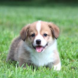 Pearl - Red female Pembroke Welsh Corgi puppy in Fort Madison, Iowa from Bellwether Acres