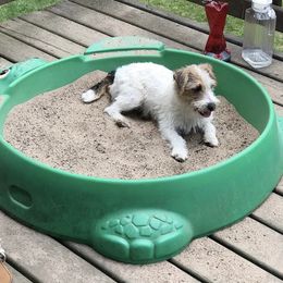 Russell Terrier Puppies from Acorn Ridge JRT