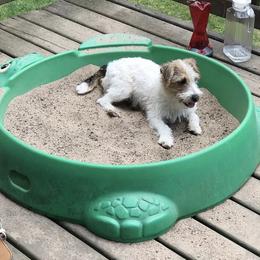 Russell Terrier Puppies from Acorn Ridge JRT