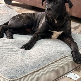 Archie - Red brindle male Bullmastiff puppy in Gaston, Indiana from Fernandes’ Guardians Bullmastiff and French Bulldogs