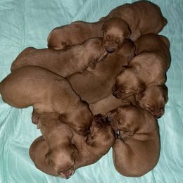 Male 3 - Dark golden male Golden Retriever puppy in Yucaipa, California from Blessed Goldens