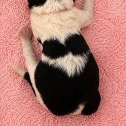 Oaken - Parti female Poodle puppy in Washington, Pennsylvania from Patriotic Poodles