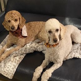 Poodles from Cityscape Moyen Poodles