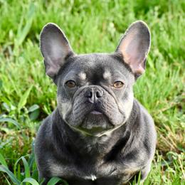 Stella - Tricolors female French Bulldog puppy in Gober, Texas from Trigger Time Kennels