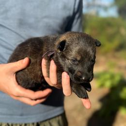 Purple - Sable female German Shepherd puppy in Louisburg, North Carolina from C6 Ranch & Shepherds