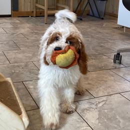 Charlie - Blenheim male Cavapoo puppy in Sugarcreek, Ohio from True Hearted Doodles
