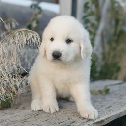 Black - White male Great Pyrenees puppy in Yakima, Washington from Naches Heights Ranch