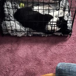 Border Collie Puppies from Three16 Ranch