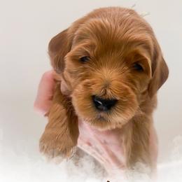 Michael - Apricot male Goldendoodle puppy in Garden Grove, California from Sunkissed Doodles