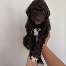 Goldendoodle and Poodle Puppies from Luxipawspoodlesanddoodles
