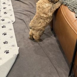 Bouvier des Flandres Puppies from Julie Smith